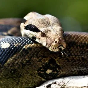 Boa