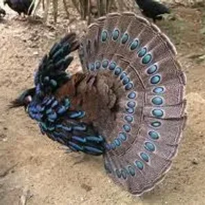 Malayan Peacock-Pheasant