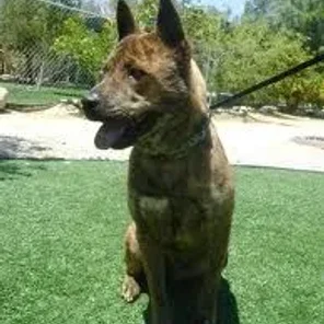 Akita Shepherd (Designer Dog)