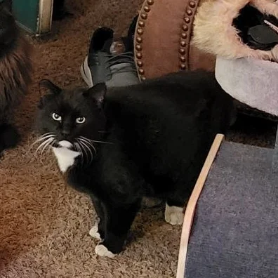 The Meower