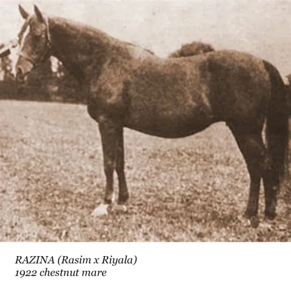 Razina