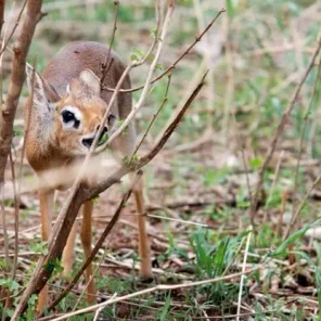 9 Fun Facts About the Dik-Dik