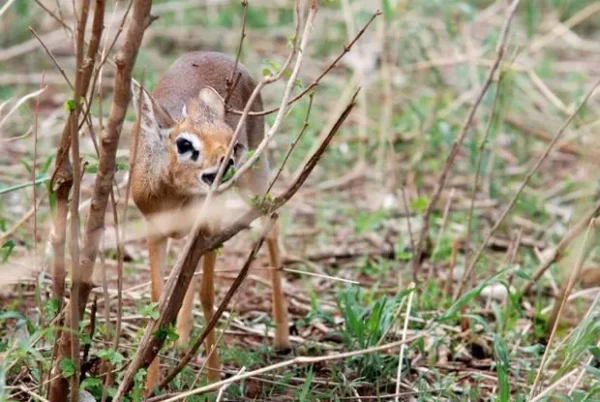 Dik-Dik - a most unusual little deer that's actually an antelope