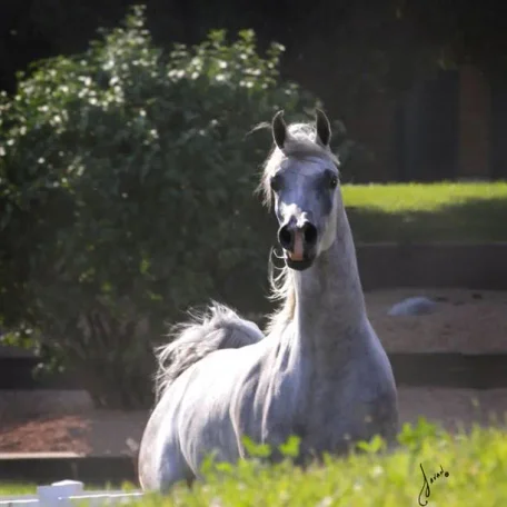 Luxemere Jizette Champion Arabian Mare