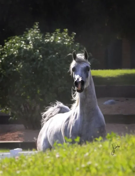 Luxemere Jizette Champion Arabian Mare