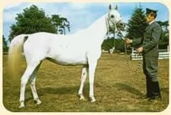 Estebna
