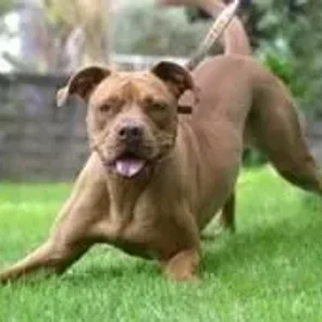 American Bull Dogue De Bordeaux (Designer Dog)