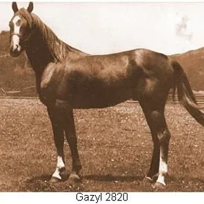 Gazyl