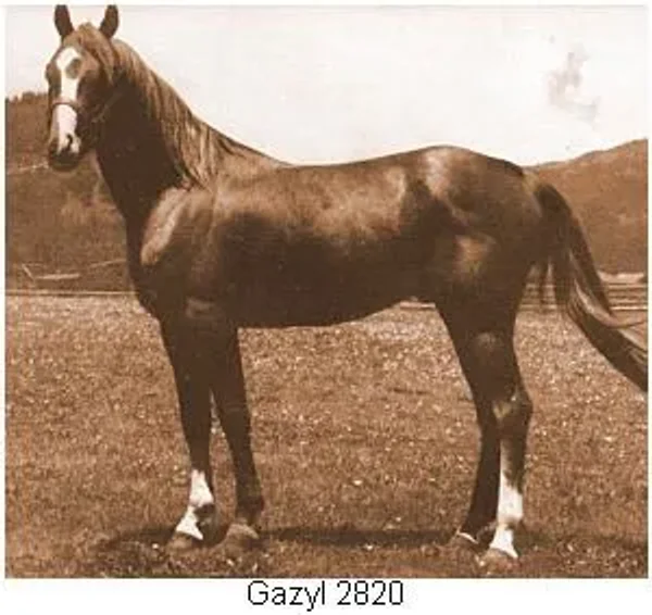 Gazyl
