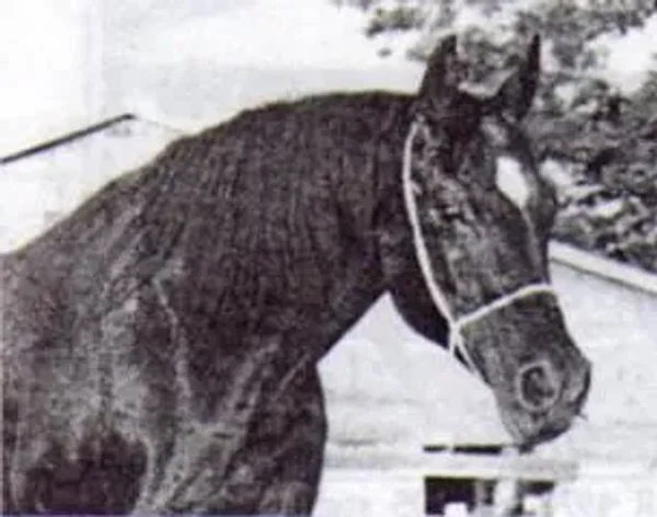 ROUFINA