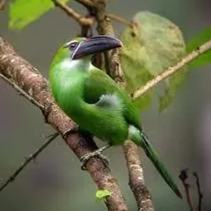 Chestnut-tipped Toucanet