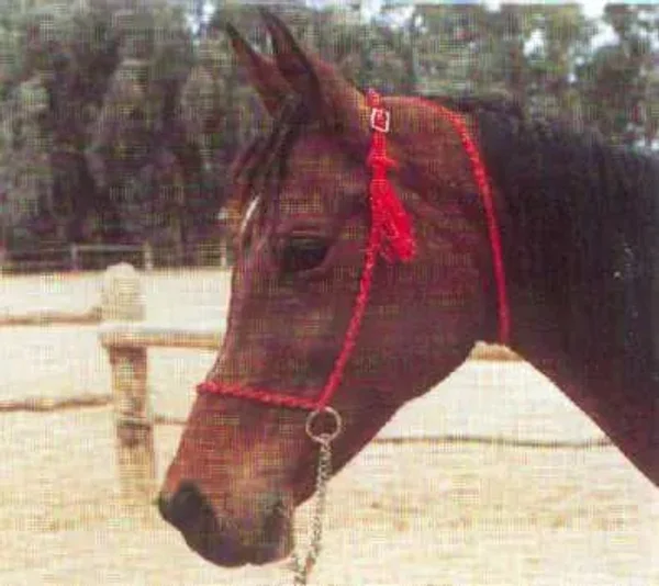 NAZEEMA