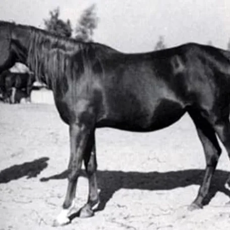 Maysa 1955 straight egyptian mare and is the dam of Magidaa.