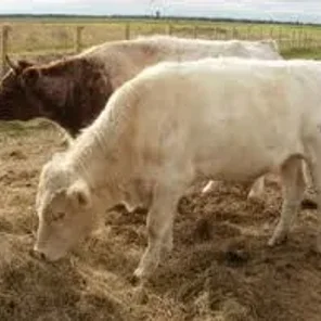Northern Shorthorn
