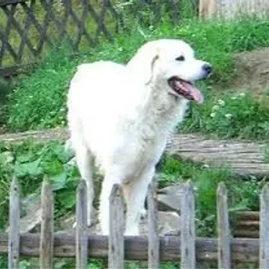 Polish Tatra Sheepdog