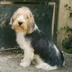 Grand Basset Griffon Vendéen