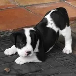 Bullador (Designer Dog)