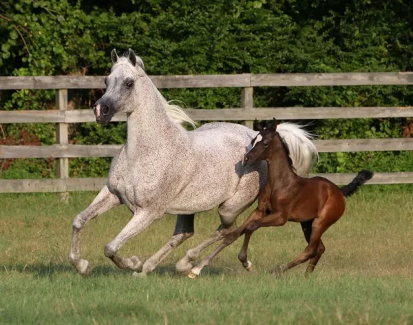 2019 Luxemere foal 2, Acevedo & Roberson