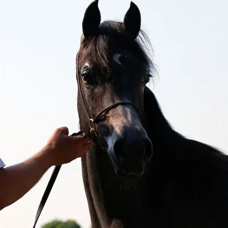 Octavian 1 year old (July 2010).