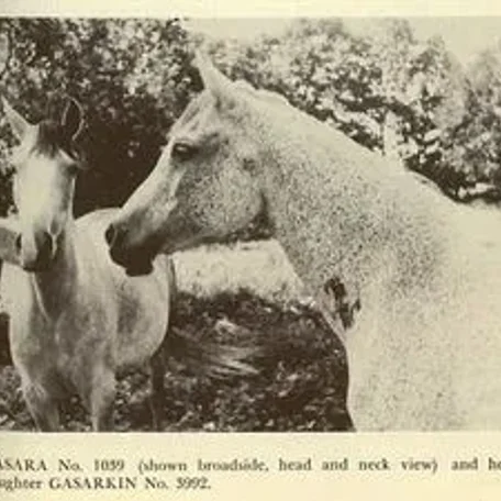 GASARA