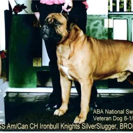Slugger winning Best of Opposite sex at the American Bullmastiff Assoc. Specialty. @ 8-1/2 years old