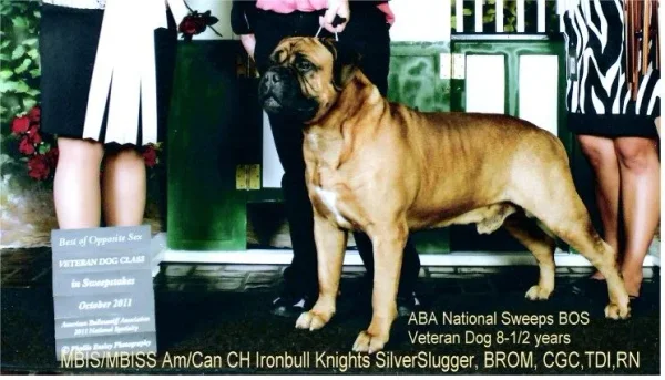 Slugger winning Best of Opposite sex at the American Bullmastiff Assoc. Specialty. @ 8-1/2 years old