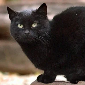 The Richest Pets In The World
