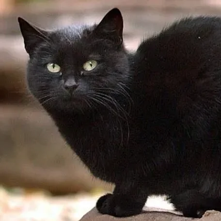 You will find it hard to believe that there are a good number of animals that are depressingly better off than you and half of the world’s population will ever be. Here’s a look at ten of the world’s richest pets