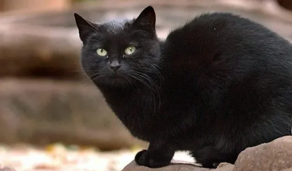 You will find it hard to believe that there are a good number of animals that are depressingly better off than you and half of the world’s population will ever be. Here’s a look at ten of the world’s richest pets