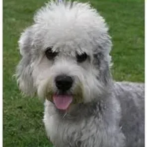 Dandie Dinmont Terrier
