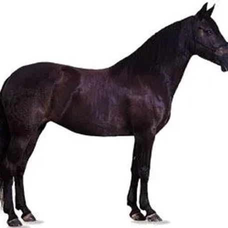 History of the Thoroughbred Horse