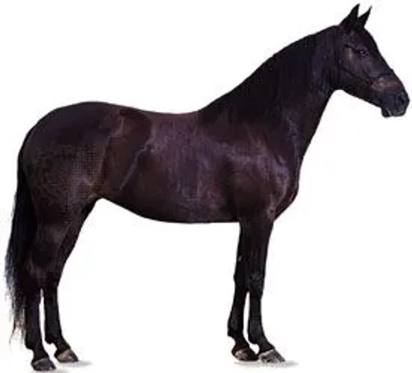 History of the Thoroughbred Horse