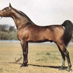 raisuli el pharo