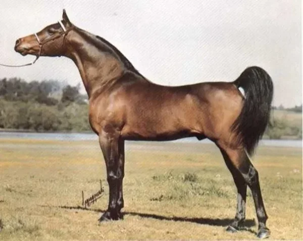 raisuli el pharo