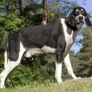 Chien Français Blanc et Noir