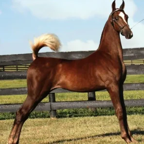 Horse Admirer
