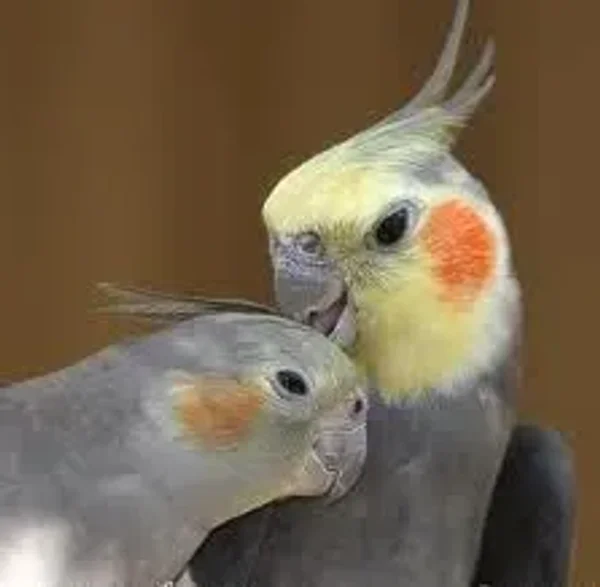 RotyTooty