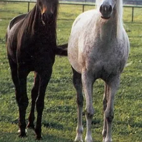 Fatma (Bay) and her daughter Fabiola (Grey)