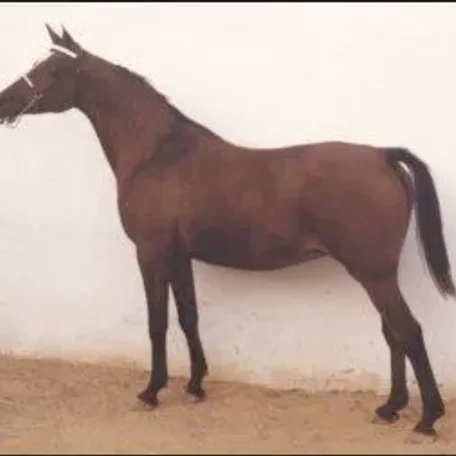 CANTINERA II