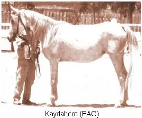 Kaydahom