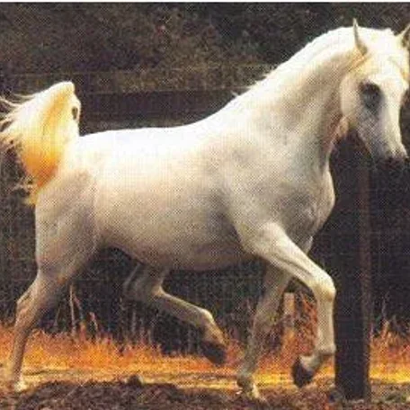 ESTOPA (Tabal {Congo} x Uyaima by Barquillo)