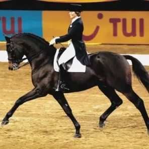 Bavarian Warmblood