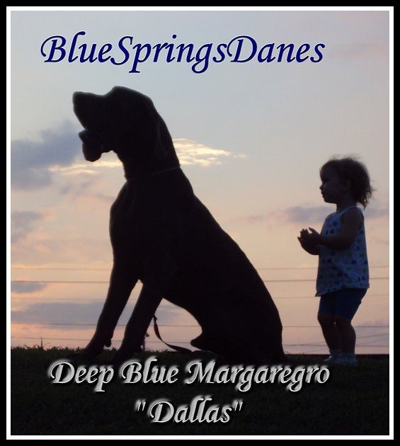 Blue Springs Danes
