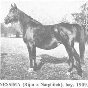 NESSIMA