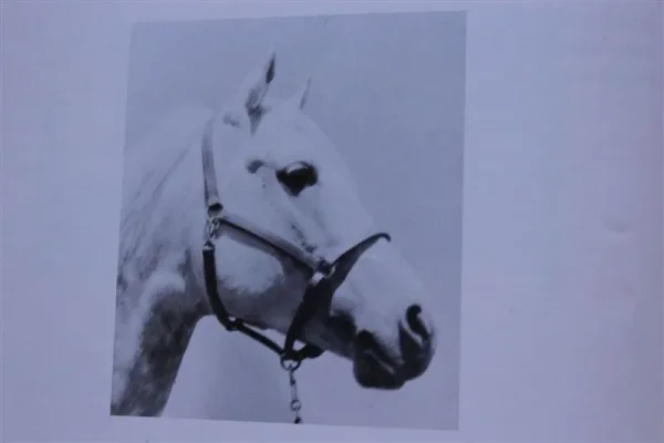 Dakar (Raseyn x Dirabba) grey stallion, foaled September 2, 1941
bred by W.K. Kellogg Institute