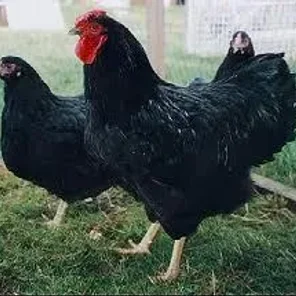 Wyandotte