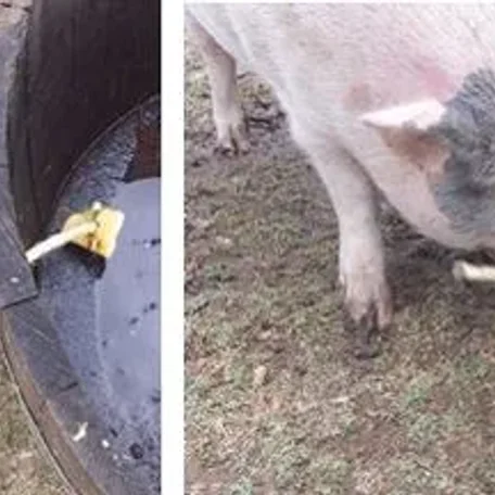 Enrichment for Mini Pig health and happiness