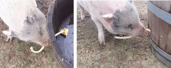 Enrichment for Mini Pig health and happiness