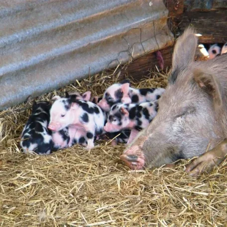Pot Belly Pigs make Perfect Pets!