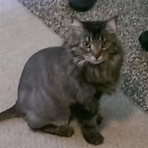 Gizmo